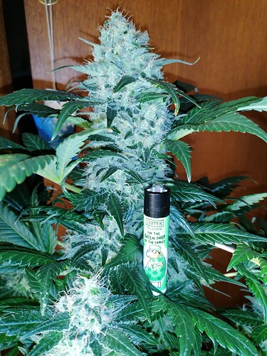 Growreport Bild 4