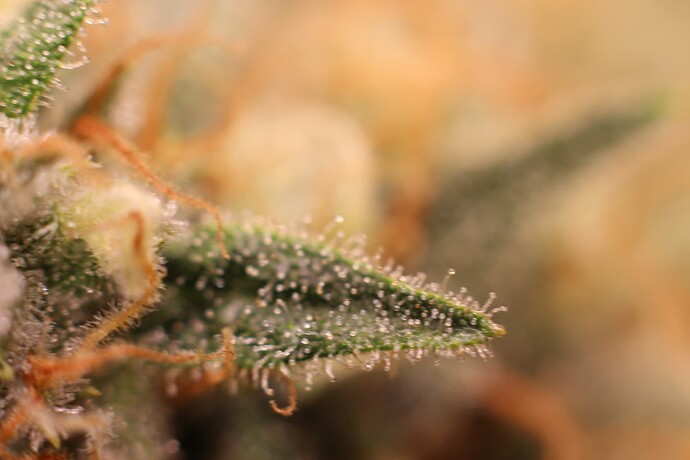 Growreport Bild 6