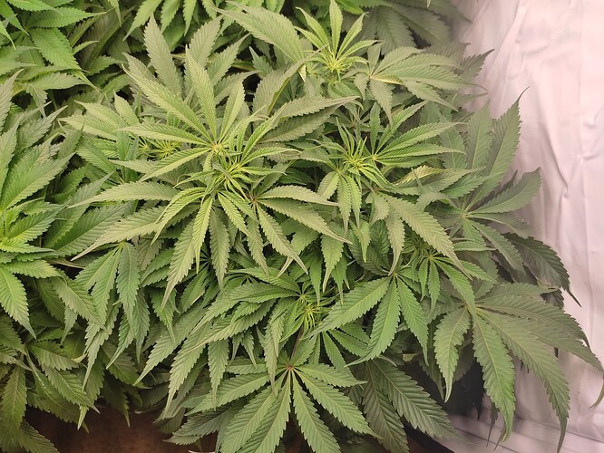 Growreport Bild 11