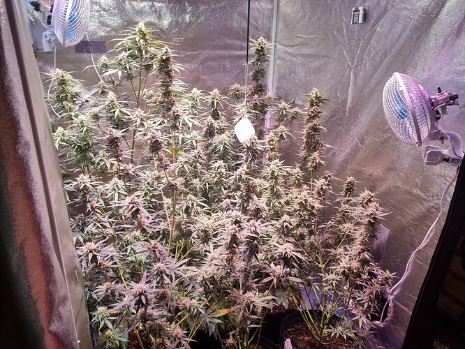 Growreport Bild 51