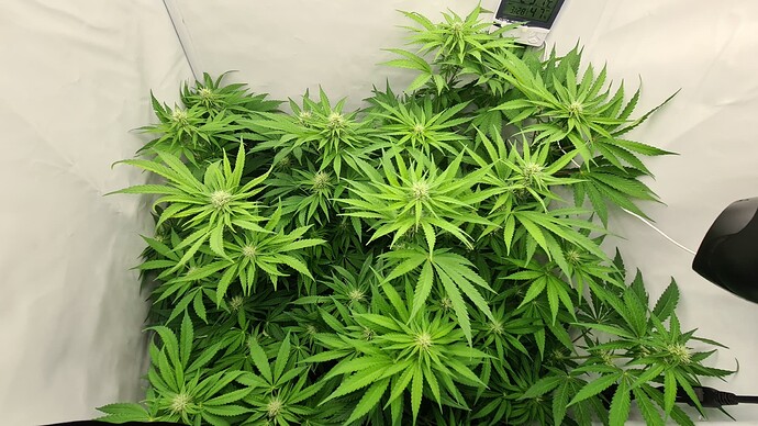 Growreport Bild 1