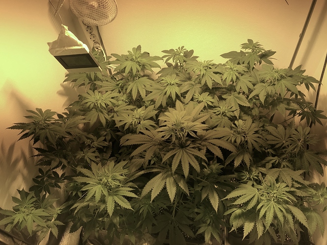 Growreport Bild 25