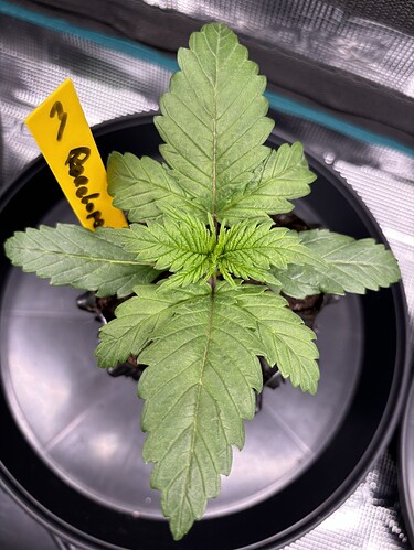Growreport Bild 84