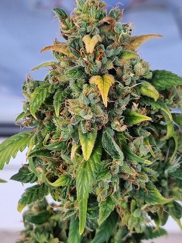 Growreport Bild 3
