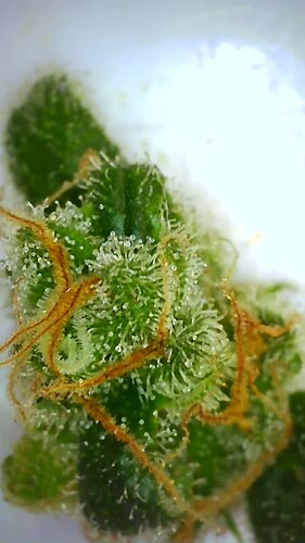 Growreport Bild 37