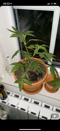 Growreport Bild 6