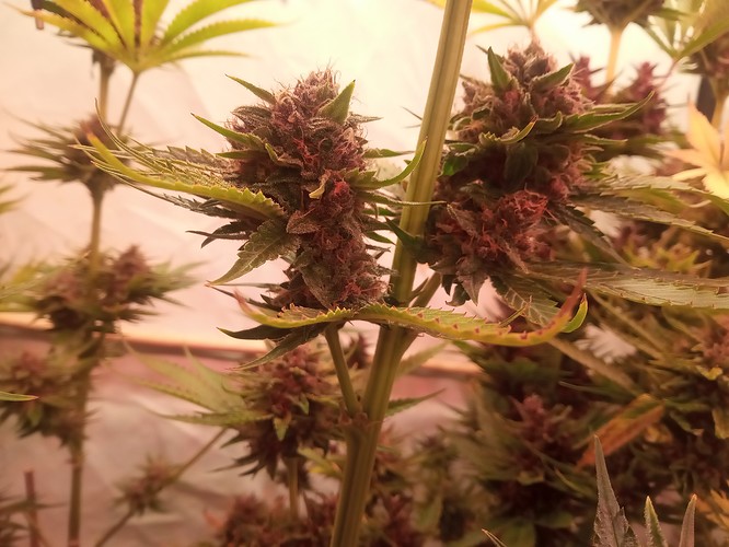 Growreport Bild 19