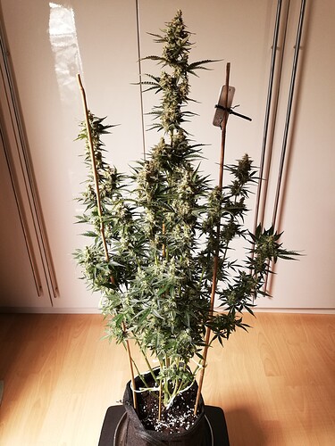 GG#3_240104-1