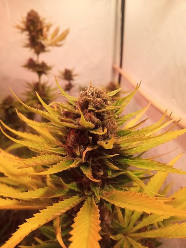 Growreport Bild 28