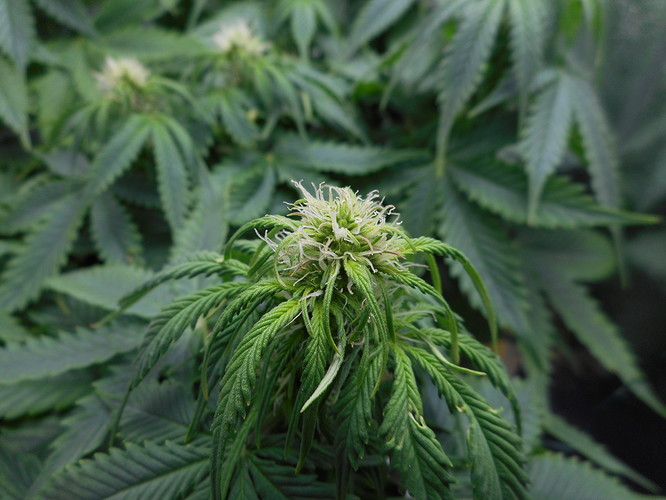 Growreport Bild 4