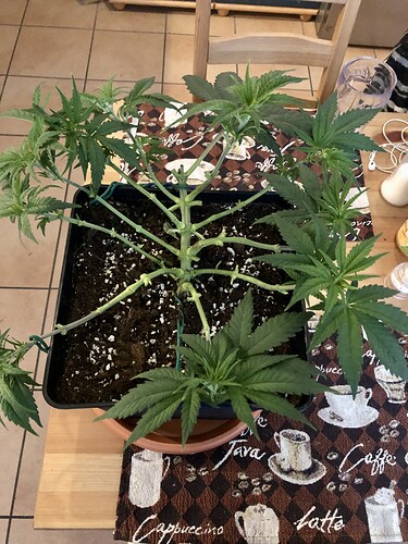 Growreport Bild 3