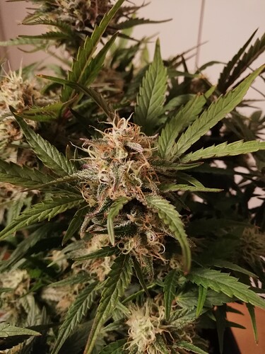 Mimosa_231221-4