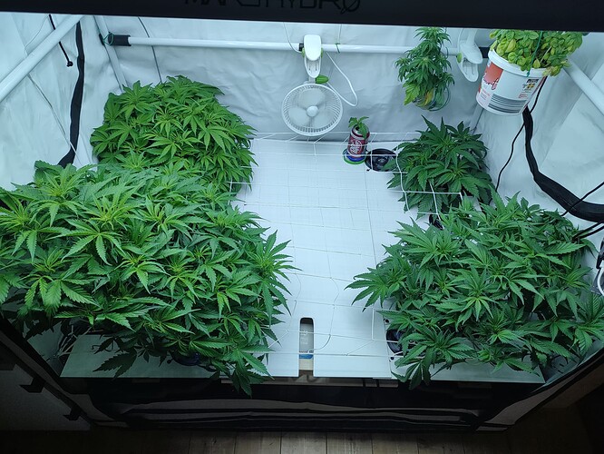 Growreport Bild 25