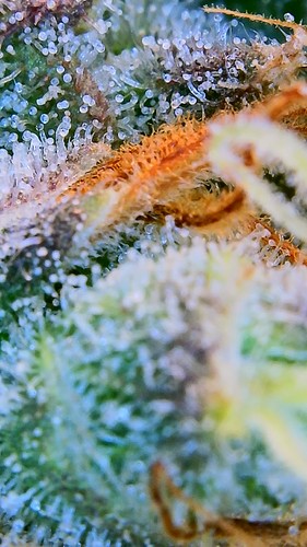 Growreport Bild 18