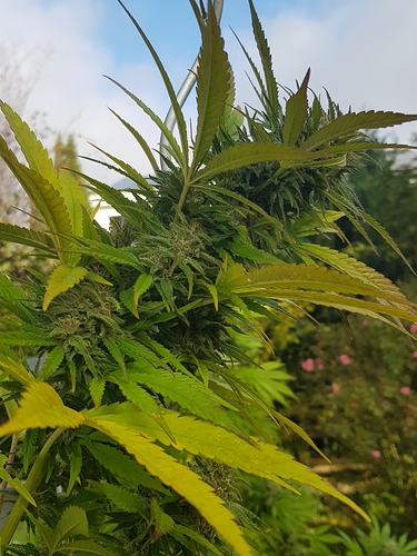 Growreport Bild 3