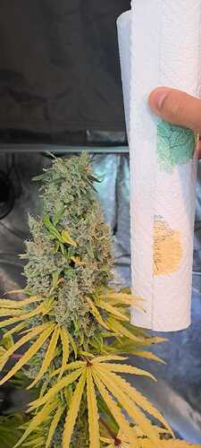 Growreport Bild 7