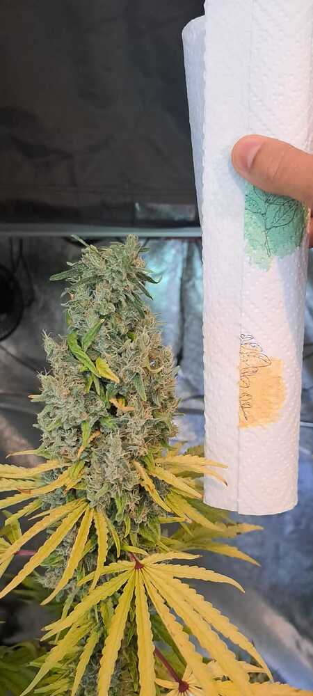 LED Crescience indoor Grow mit Living Soil