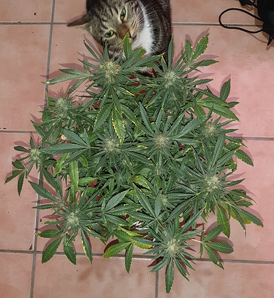 Growreport Bild 2