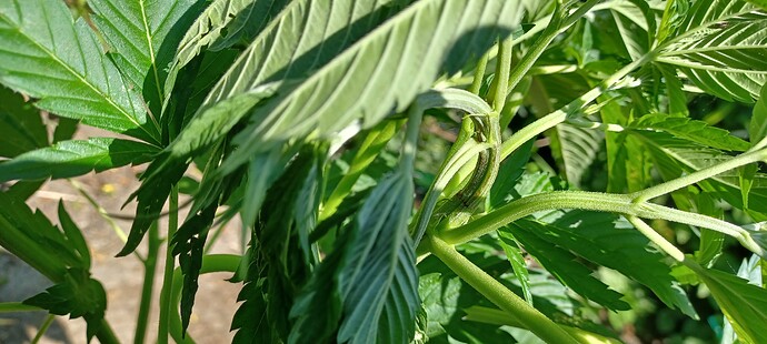 Growreport Bild 5