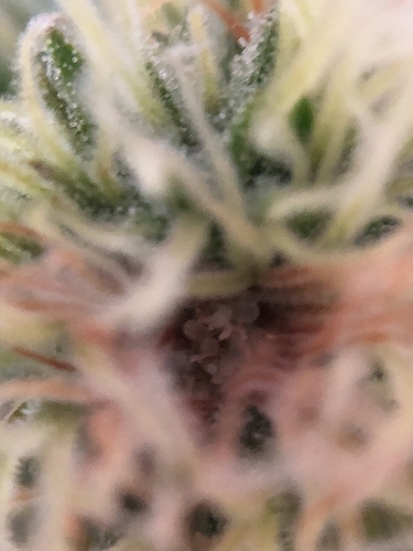 Growreport Bild 5