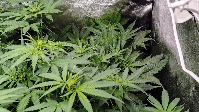 Growreport Bild 9