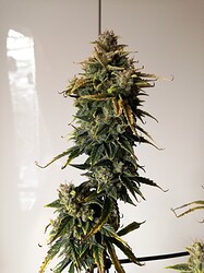 GG#1_240120-3