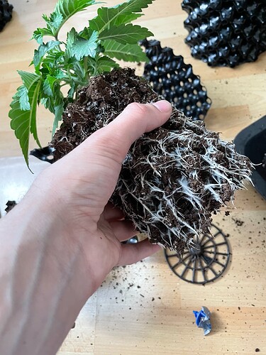 Growreport Bild 15