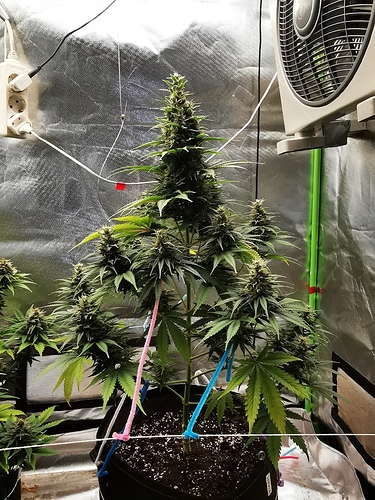 Growreport Bild 3