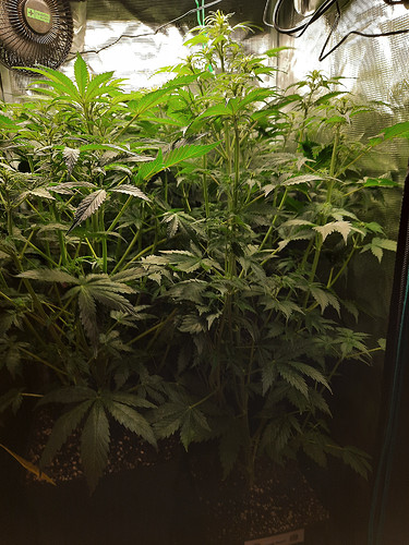 Growreport Bild 3