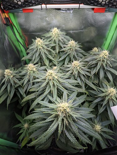 Growreport Bild 1