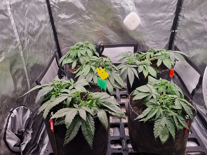 Growreport Bild 41