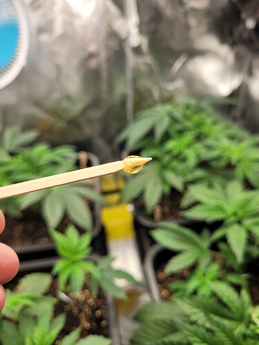 Growreport Bild 2
