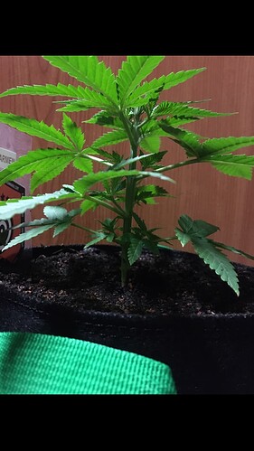 Growreport Bild 6