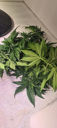 Growreport Bild 6