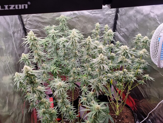 Growreport Bild 20