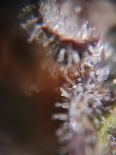 Growreport Bild 6