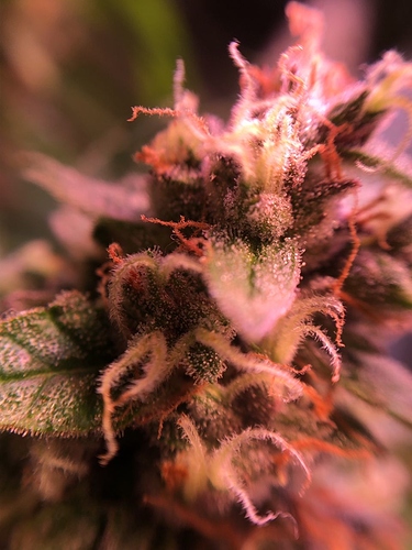 Growreport Bild 12