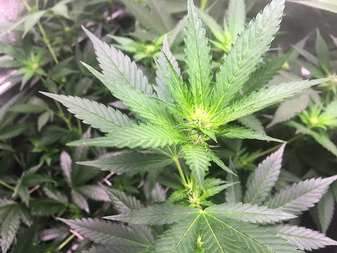 Growreport Bild 2