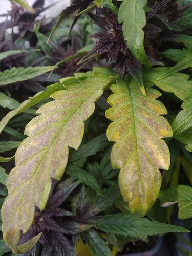 Growreport Bild 10