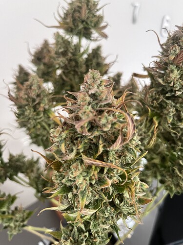Growreport Bild 43