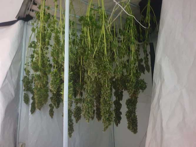 Growreport Bild 1