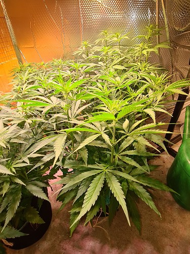 Growreport Bild 11