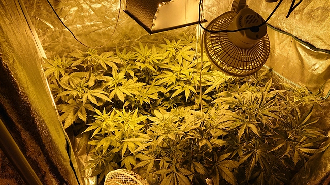 Growreport Bild 1