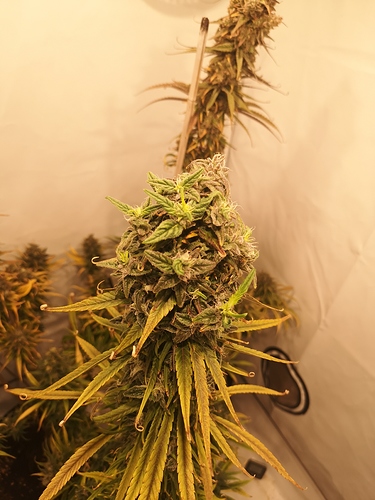 Growreport Bild 2