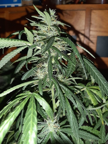 Growreport Bild 3