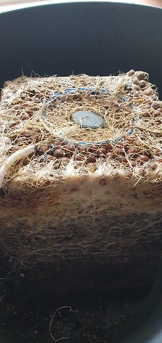 Growreport Bild 3