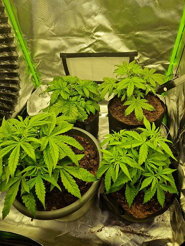 Growreport Bild 7