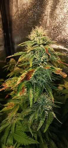 Growreport Bild 30