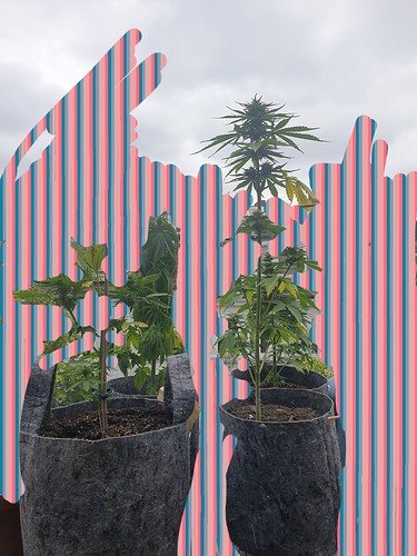 Growreport Bild 1