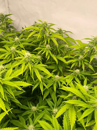 Growreport Bild 3